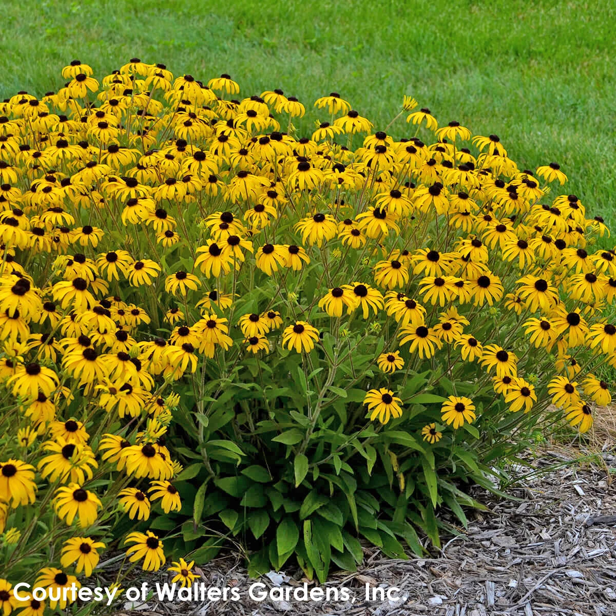 Rudbeckia Fulgida 'American Gold Rush' Black-Eyed Susan 5 Rudbeckia Fulgida 'American Gold Rush' Black-Eyed Susan - Image 3