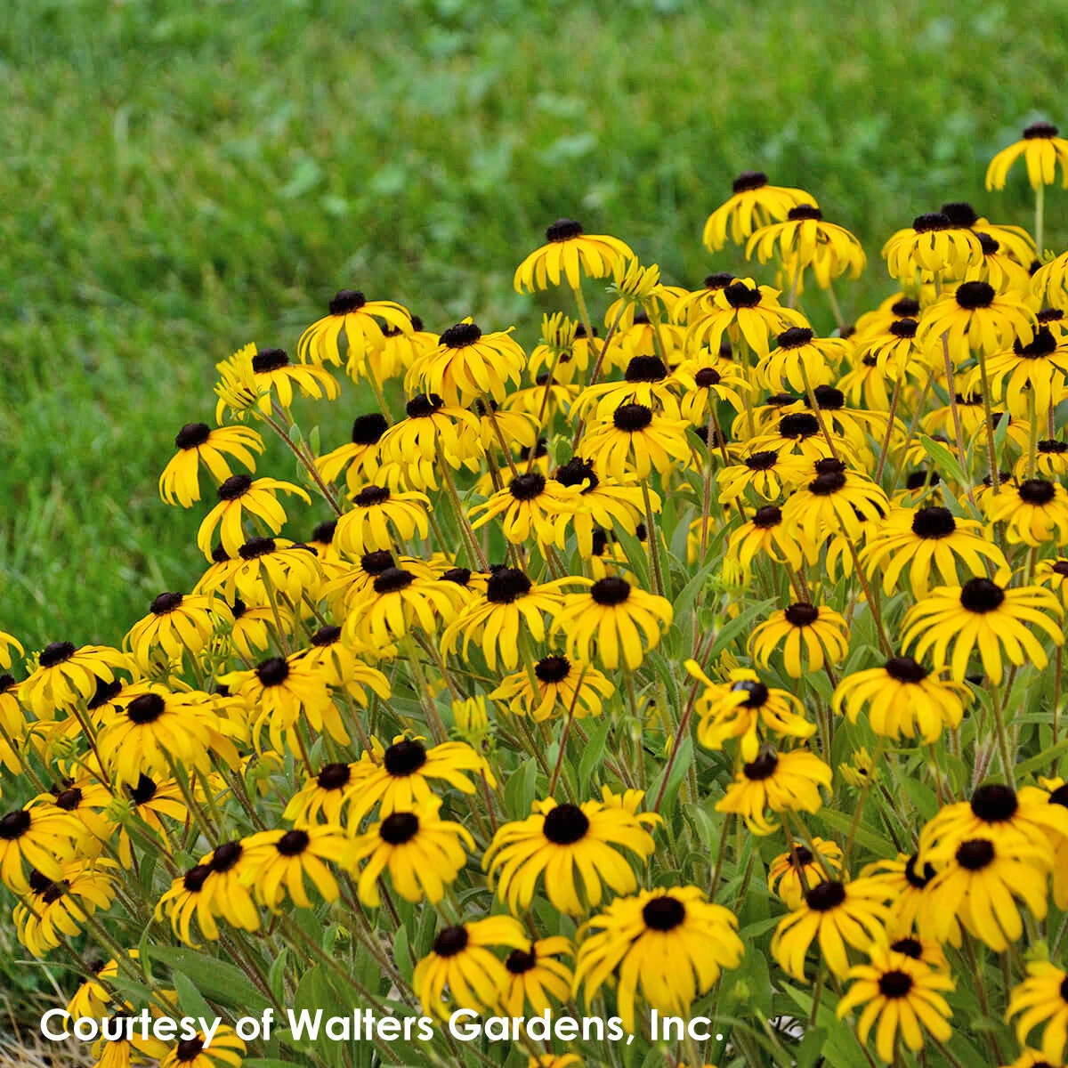 Rudbeckia Fulgida 'American Gold Rush' Black-Eyed Susan 4 Rudbeckia Fulgida 'American Gold Rush' Black-Eyed Susan - Image 2