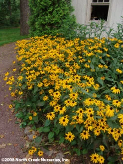 Rudbeckia Fulgida 'Goldsturm' Black-Eyed Susan 7 Rudbeckia Fulgida 'Goldsturm' Black-Eyed Susan -Rare Roots Rudbeckia POTW