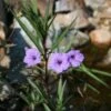 Ruellia Brittoniana Wild Petunia -Rare Roots Ruellia brittoniana Wild Petunia