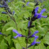 Salvia Guarantica 'Black And Blue' Anise Sage 2 Salvia Guarantica 'Black And Blue' Anise Sage -Rare Roots SALVIA BLACK AND BLUE