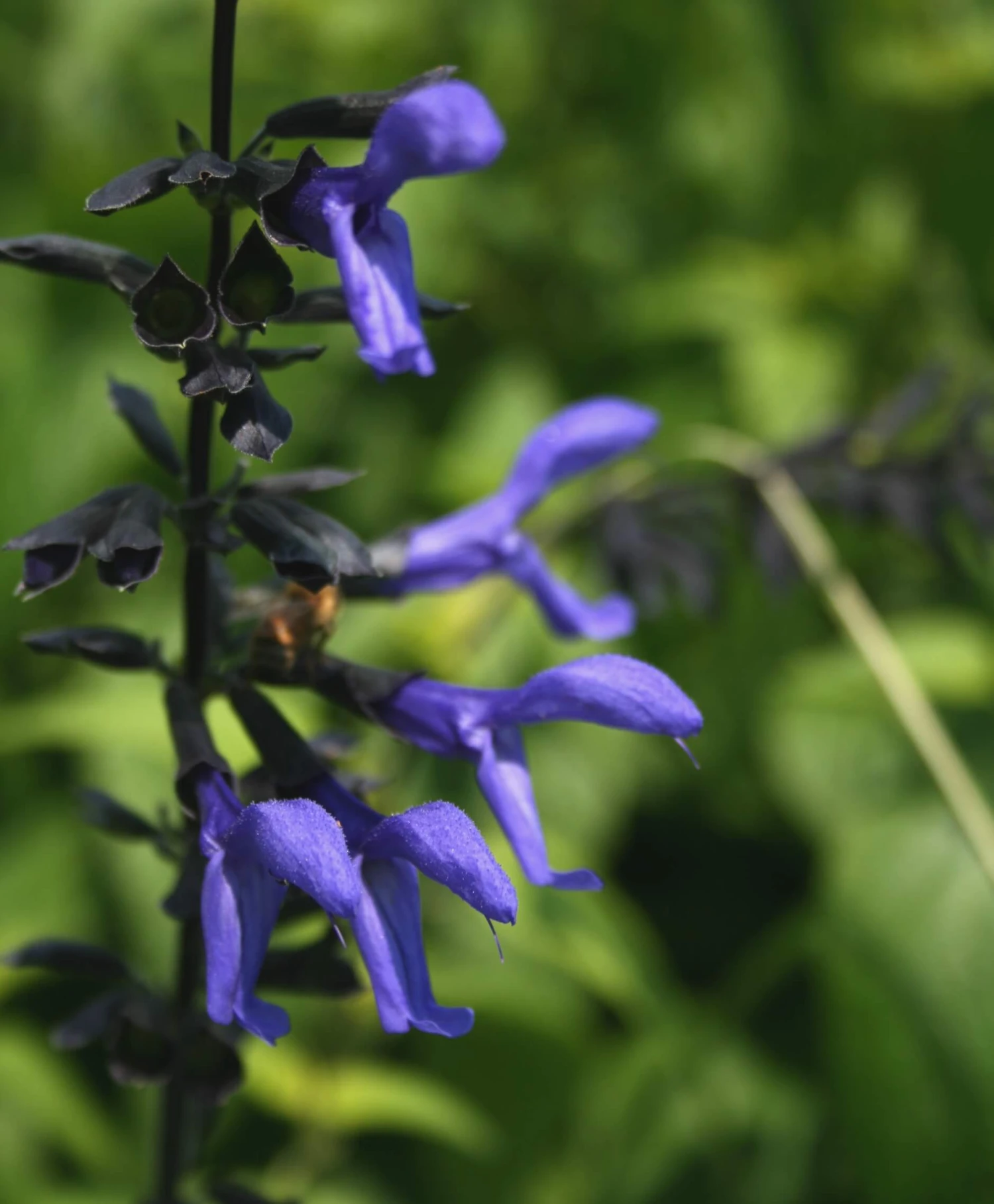 Salvia Guarantica 'Black And Blue' Anise Sage 4 Salvia Guarantica 'Black And Blue' Anise Sage - Image 2