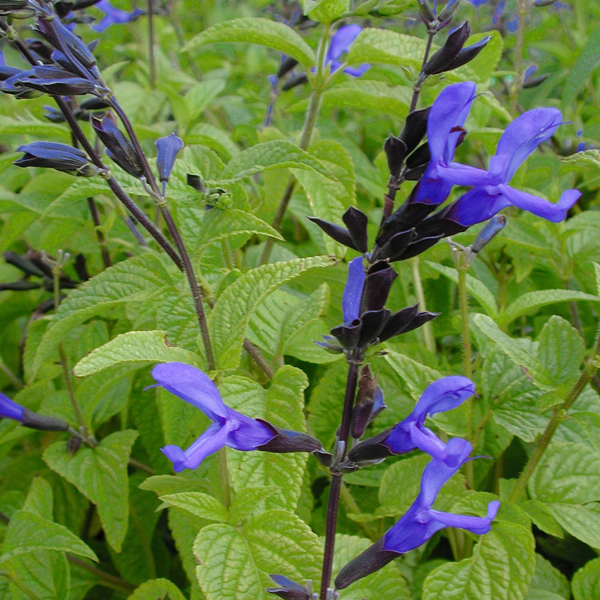 Salvia Guarantica 'Black And Blue' Anise Sage 3 Salvia Guarantica 'Black And Blue' Anise Sage