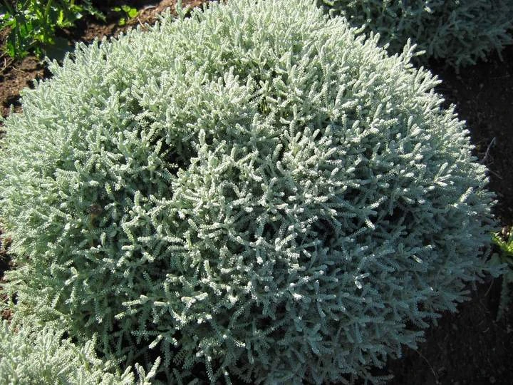 Santolina Incana 'Nana' Lavender Cotton 4 Santolina Incana 'Nana' Lavender Cotton - Image 2