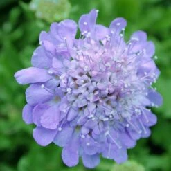 Scabiosa Columbaria 'Butterfly Blue' Pincushion Flower -Rare Roots SCB Butterfly Blue spi