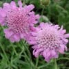 Scabiosa Columbaria 'Pink Mist' Pincushion Flower 2 Scabiosa Columbaria 'Pink Mist' Pincushion Flower -Rare Roots SCB Pink Mist spi