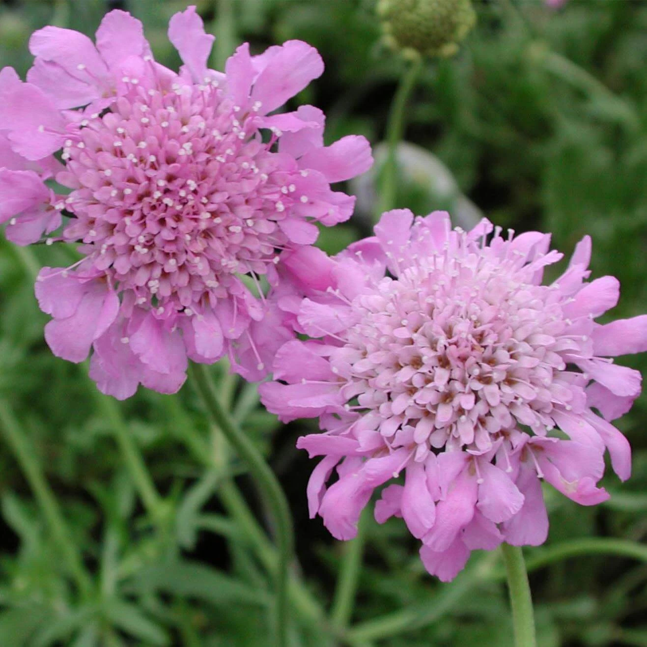 Scabiosa Columbaria 'Pink Mist' Pincushion Flower 3 Scabiosa Columbaria 'Pink Mist' Pincushion Flower