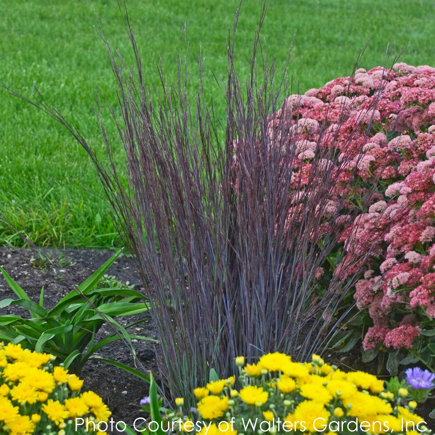 Schizachyrium Scoparium 'Smoke Signal' Little Bluestem 3 Schizachyrium Scoparium 'Smoke Signal' Little Bluestem