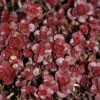 Sedum Spurium 'Fuldaglut' Stonecrop 1 Sedum Spurium 'Fuldaglut' Stonecrop -Rare Roots SDM Fuldaglut EZ
