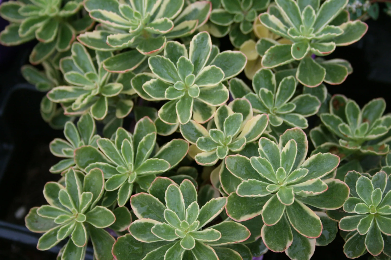 Sedum Kamtschaticum 'Variegatum' Variegated Stonecrop 4 Sedum Kamtschaticum 'Variegatum' Variegated Stonecrop - Image 2
