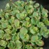 Sedum 'Lime Zinger' Stonecrop -Rare Roots SDM Lime Zinger EZ