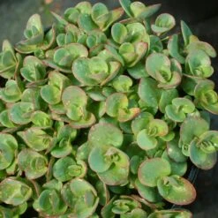 Sedum 'Lime Zinger' Stonecrop