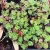 Sedum Tetractinum 'Little China' Stonecrop -Rare Roots SDM Little China
