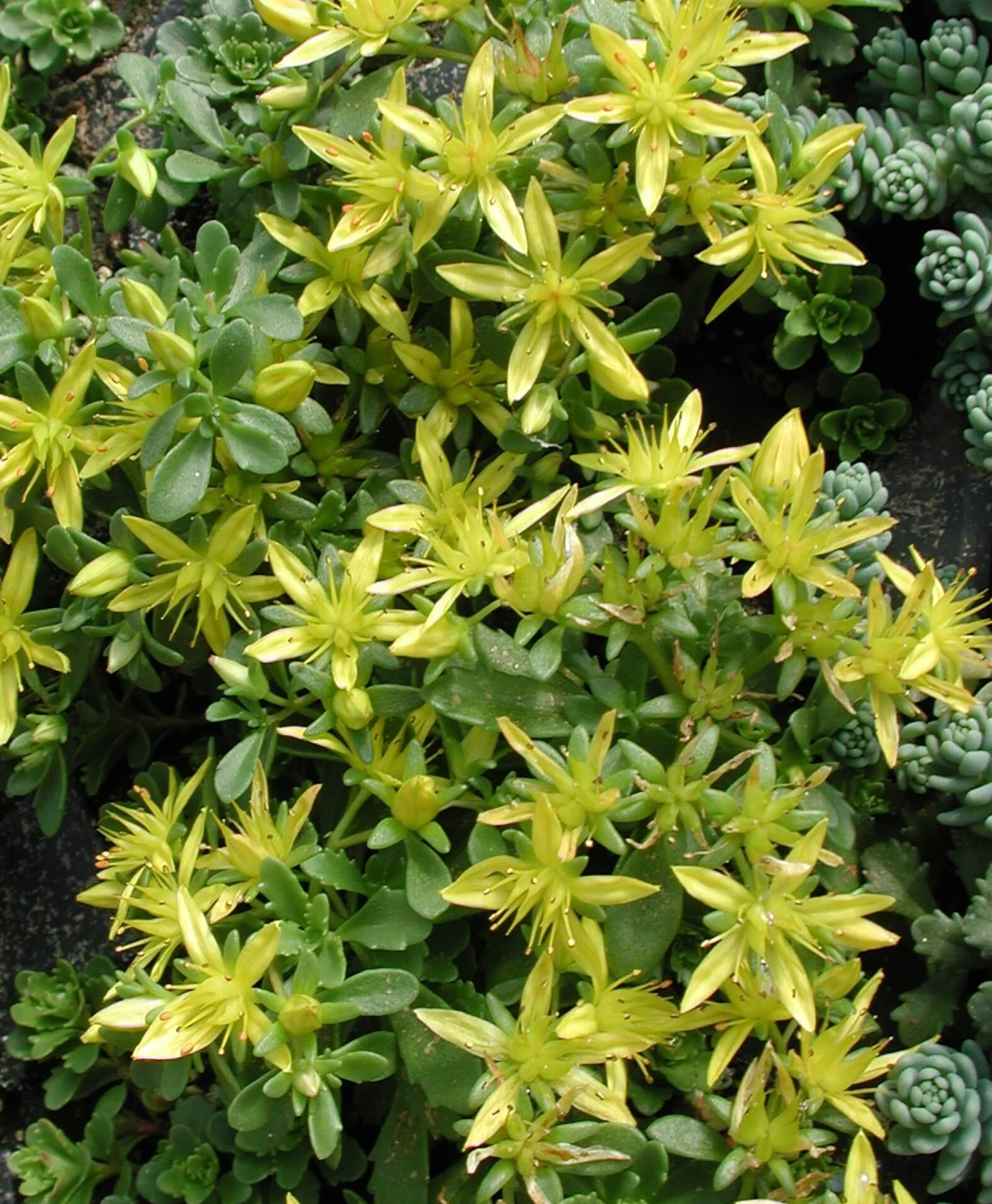 Sedum Floriferum 'Weihenstephaner Gold' Stonecrop 4 Sedum Floriferum 'Weihenstephaner Gold' Stonecrop - Image 2