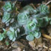 Sedum X Sedoro 'Blue Elf' Stonecrop -Rare Roots SEDUM BLUE ELF