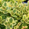 Sedum X 'Lime Twister' Stonecrop -Rare Roots SEDUM LIME TWISTER