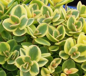 Sedum X 'Lime Twister' Stonecrop 3 Sedum X 'Lime Twister' Stonecrop