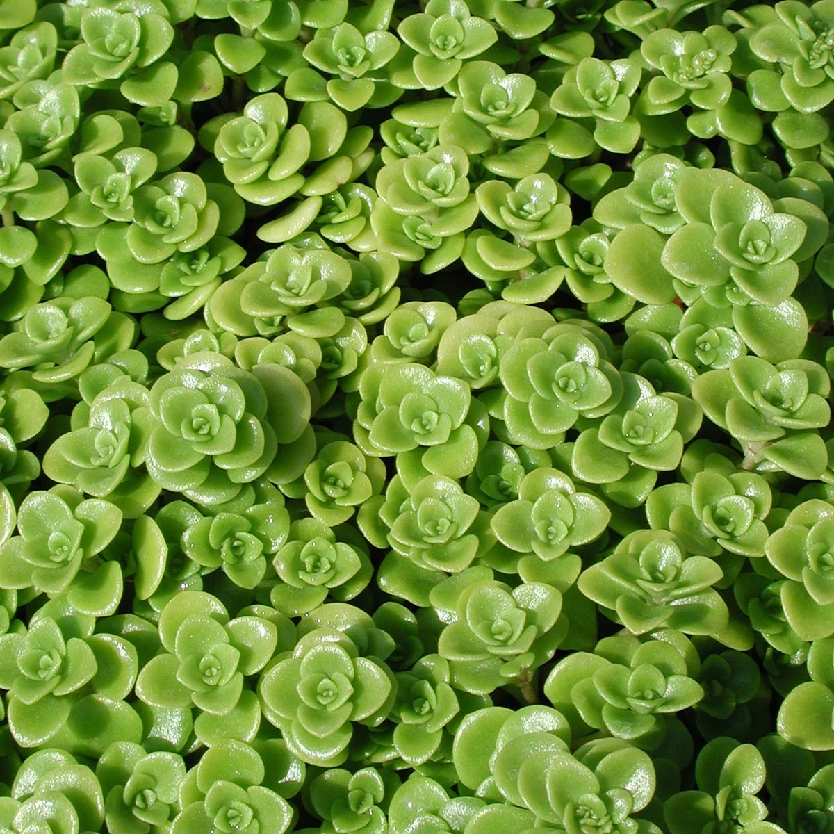 Sedum Makinoi 'Limelight' Stonecrop 3 Sedum Makinoi 'Limelight' Stonecrop