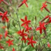 Silene Virginica Fire Pinks 1 Silene Virginica Fire Pinks -Rare Roots SILENE virginica EZ