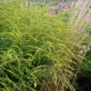 Solidago Rugosa 'Fireworks' Rough-stemmed Goldenrod -Rare Roots SLD Fireworks EZ