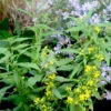 Solidago Caesia Blue-stem Goldenrod 2 Solidago Caesia Blue-stem Goldenrod -Rare Roots SLD caesia EZ