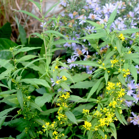 Solidago Caesia Blue-stem Goldenrod 3 Solidago Caesia Blue-stem Goldenrod
