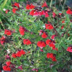 Salvia Greggii 'Flame' Texas Autumn Sage