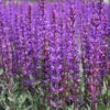 Salvia Sylvestris 'May Night' Wood Sage 2 Salvia Sylvestris 'May Night' Wood Sage -Rare Roots SLV May Night EZ