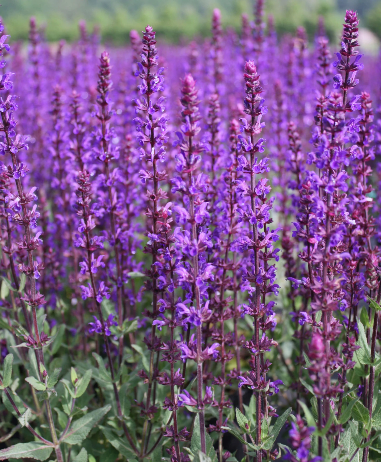 Salvia Sylvestris 'May Night' Wood Sage 3 Salvia Sylvestris 'May Night' Wood Sage