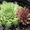 Sempervivum 'Mixed' Hen & Chicks -Rare Roots SMP Mix EZ