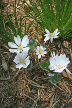 Sanguinaria Canadensis Bloodroot 5 Sanguinaria Canadensis Bloodroot -Rare Roots SNG canadensis EZ