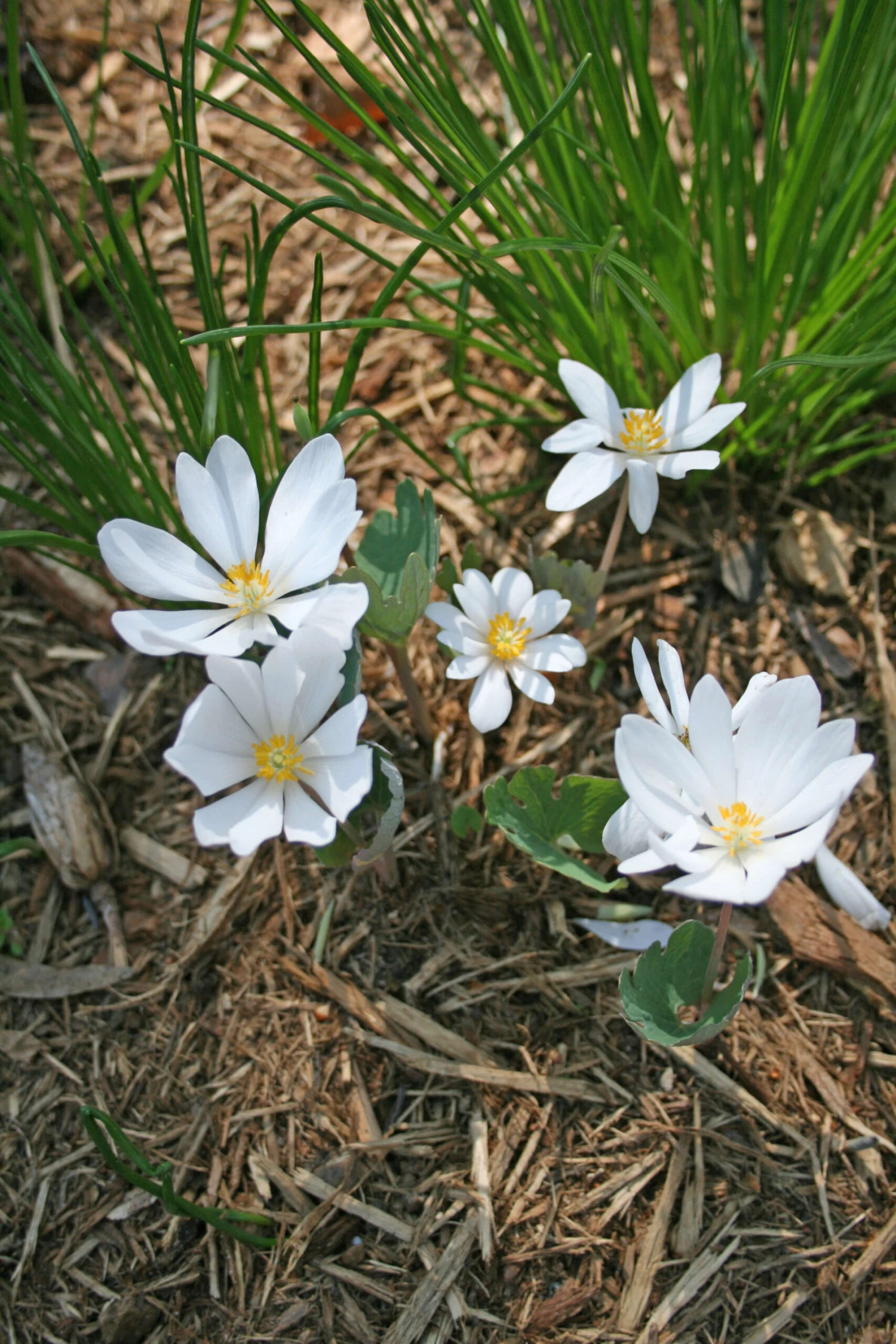 Sanguinaria Canadensis Bloodroot 4 Sanguinaria Canadensis Bloodroot - Image 2