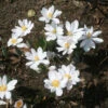 Sanguinaria Canadensis Bloodroot 2 Sanguinaria Canadensis Bloodroot -Rare Roots SNG canadensis2 EZ