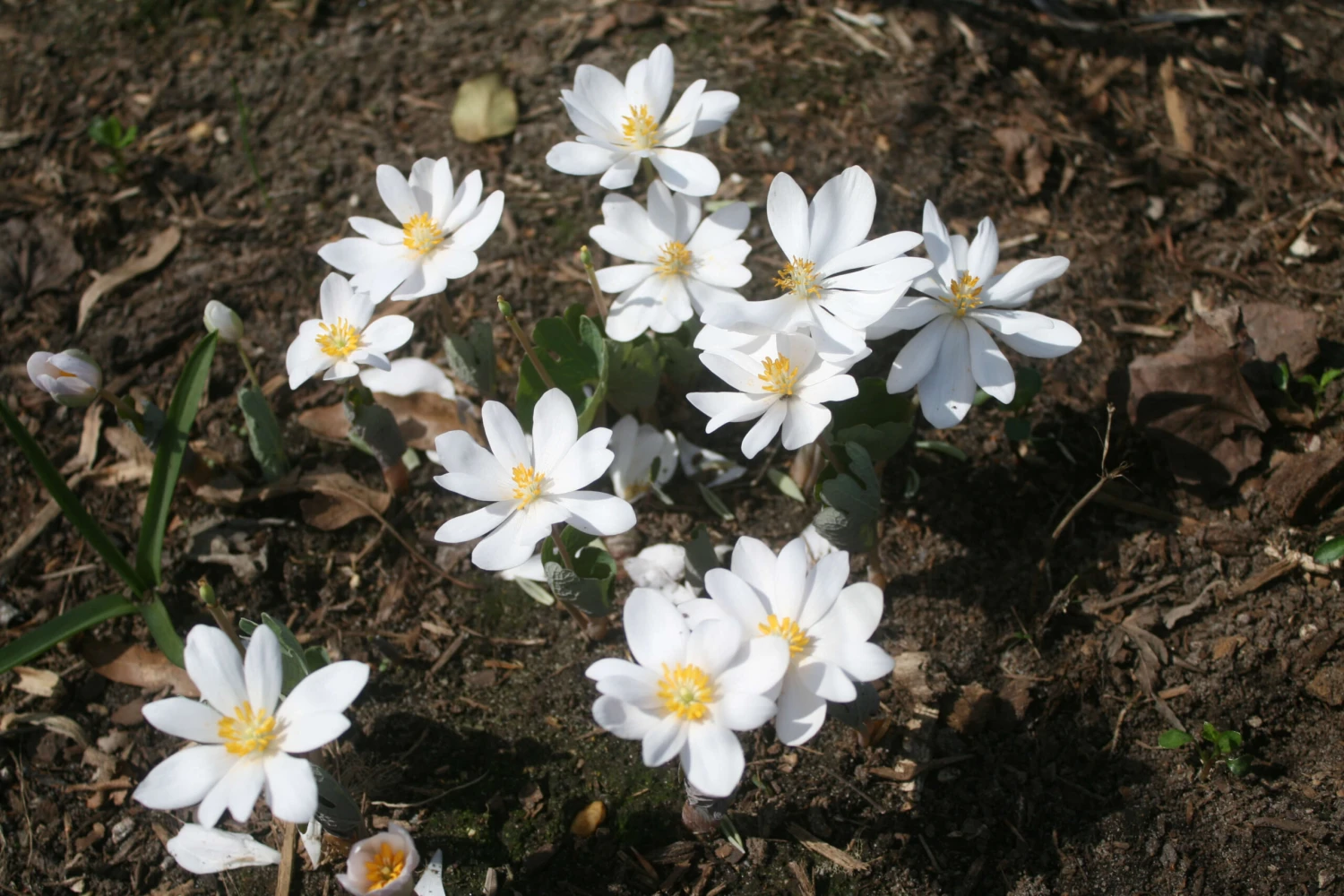 Sanguinaria Canadensis Bloodroot 3 Sanguinaria Canadensis Bloodroot