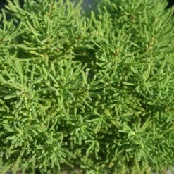 Santolina Virens Lavender Cotton