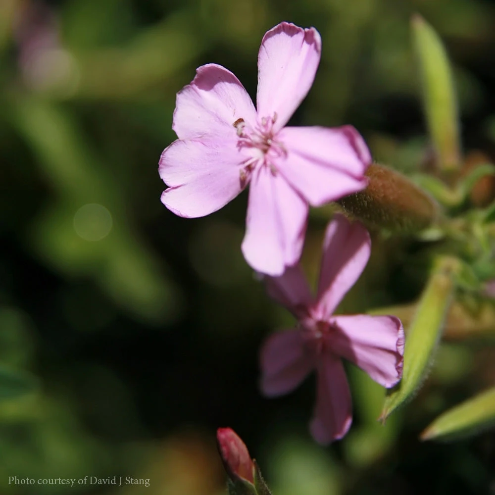Saponaria 'Max Frei' Soapwort 3 Saponaria 'Max Frei' Soapwort