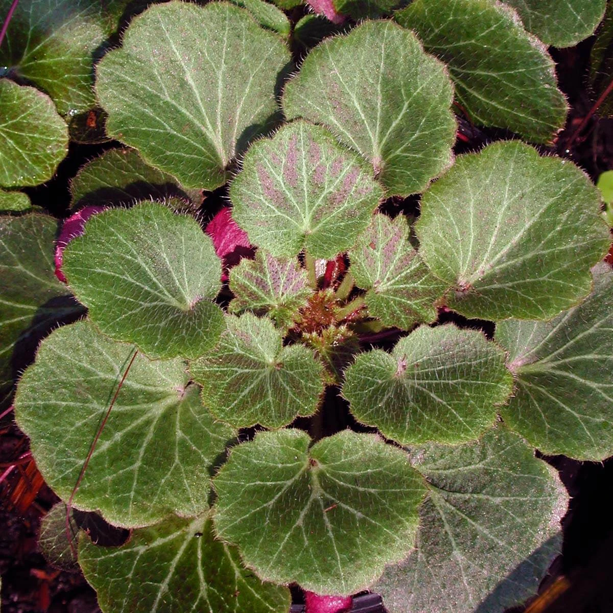 Saxifraga Stolonifera 'Hope's Wine' Strawberry Geranium 3 Saxifraga Stolonifera 'Hope's Wine' Strawberry Geranium