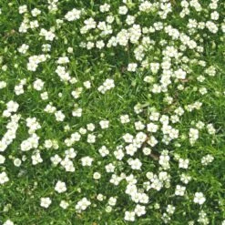 Sagina Subulata Irish Moss