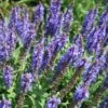 Salvia 'Blue Hill' Meadow Sage -Rare Roots Salvia Blue Hill Meadow Sage
