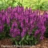 Salvia Nemorosa 'Bumbleberry' Meadow Sage -Rare Roots Salvia Bumbleberry