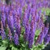 Salvia Nemorosa 'Marcus' Meadow Sage 1 Salvia Nemorosa 'Marcus' Meadow Sage -Rare Roots Salvia Marcus 2