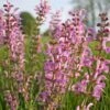 Salvia Pratensis 'Rose Rhapsody' Meadow Clary Sage -Rare Roots Salvia Rose Rhapsody Meadow Clary Sage