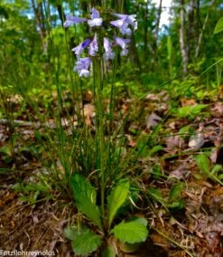 Salvia Lyrata Lyreleaf Sage