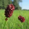 Sanguisorba Officinalis Burnet -Rare Roots Sanguisorba officinalis Burnet