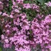 Saponaria Ocymoides Soapwort 2 Saponaria Ocymoides Soapwort -Rare Roots Saponaria ocymoides soapwort