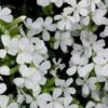 Saponaria Ocymoides 'Snow Tip' Soapwort 1 Saponaria Ocymoides 'Snow Tip' Soapwort -Rare Roots SaponariaSnowTip EZ