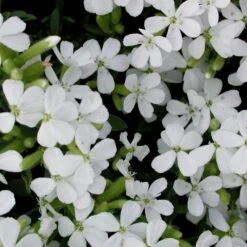 Saponaria Ocymoides 'Snow Tip' Soapwort