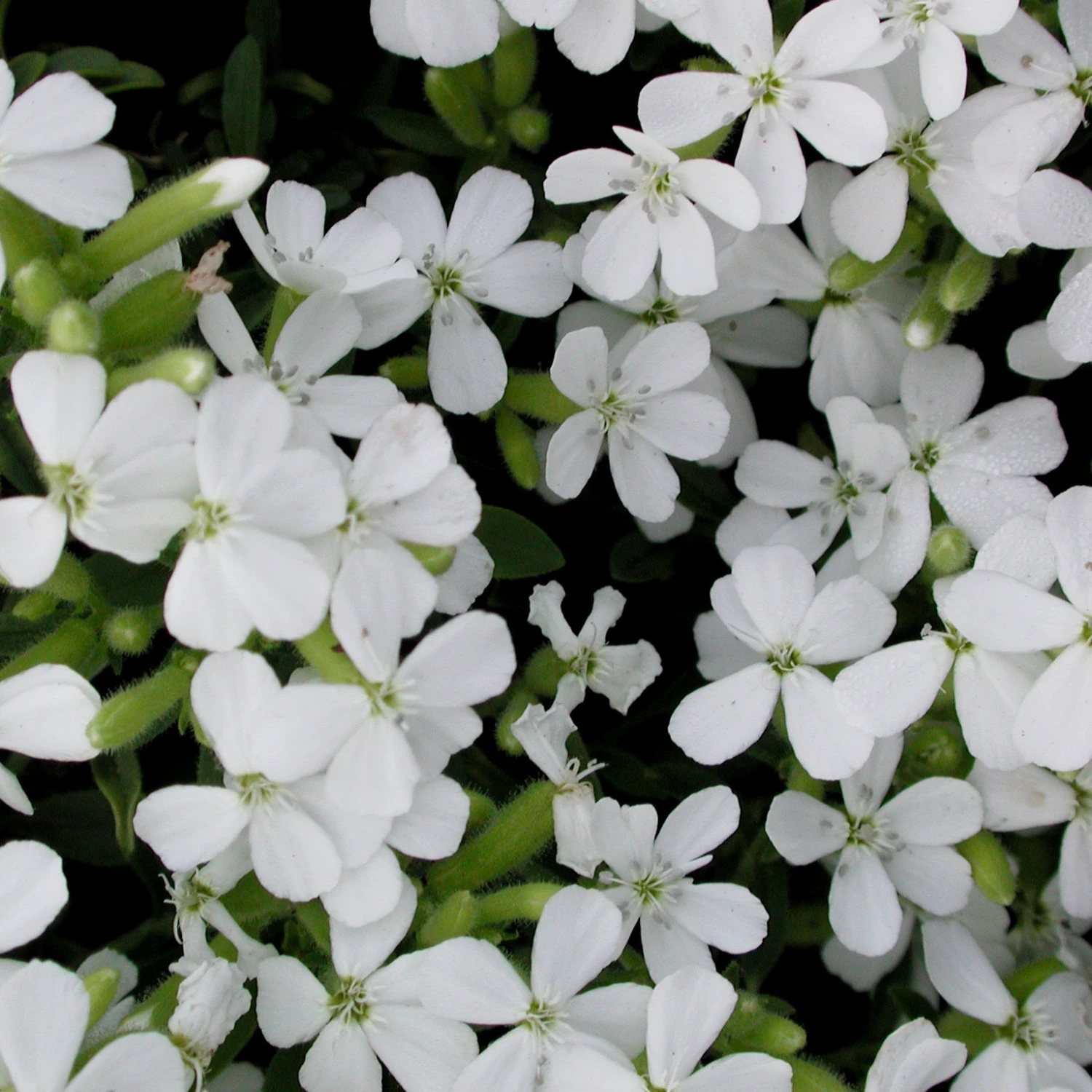 Saponaria Ocymoides 'Snow Tip' Soapwort 3 Saponaria Ocymoides 'Snow Tip' Soapwort