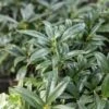 Sarcococca Hookerana 'Humilis' Himalayan Sweet Box -Rare Roots Sarcococca hookerana Humilis Himalayan Sweet Box