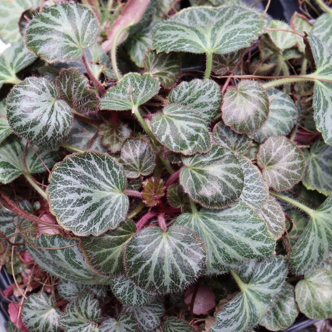 Saxifraga Stolonifera 'Hsitou Silver' Strawberry Geranium 3 Saxifraga Stolonifera 'Hsitou Silver' Strawberry Geranium